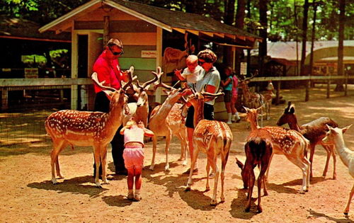 Deer Forest Fun Park - OLD POSTCARD